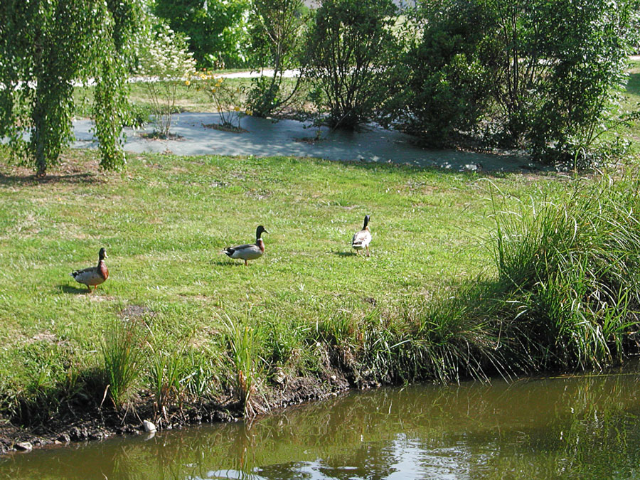 emplacements au camping Val-Vert - charente-maritime