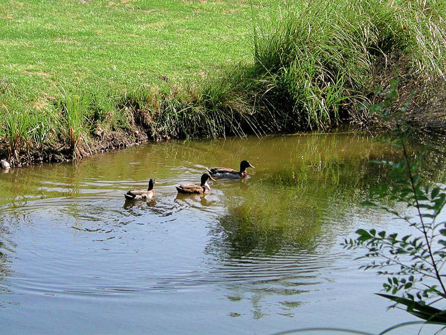emplacements au camping Val-Vert - charente-maritime